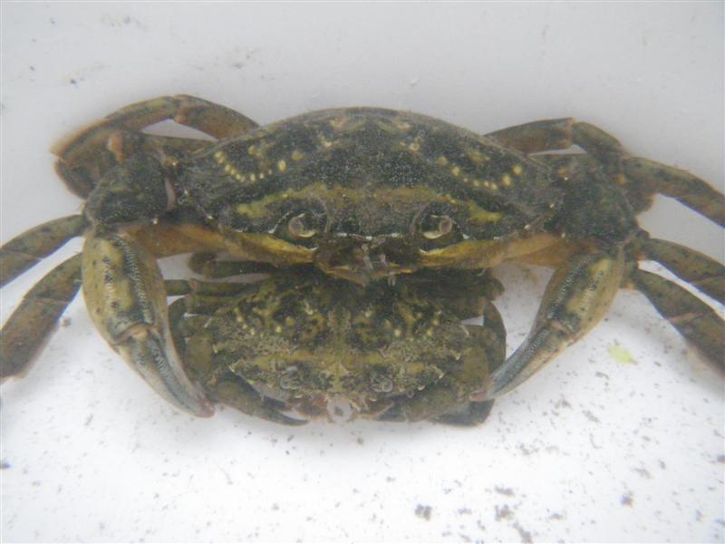 Image of Carcinus maenas